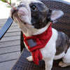 Warm Winter Pet Dog Scarf for Small Puppies, Chihuahua, Yorkie (Bow Tie Dogs Collars)